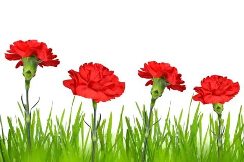 Red carnations flower Stock Photos
