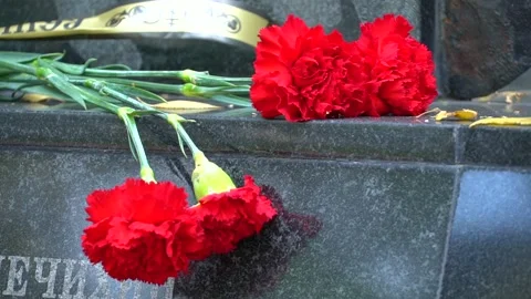 Red carnations Stock Footage 148461957