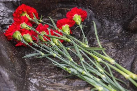 Red carnations on a gray background. Stock Photos