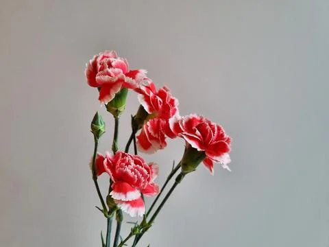 Red carnations on a gray background Stock Photos