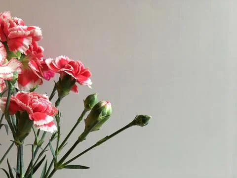 Red carnations on a gray background Stock Photos