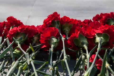 Red carnations on a gray granite slab Stock Photos