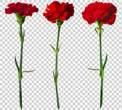 Red carnations isolated on transparent background Stock Photos
