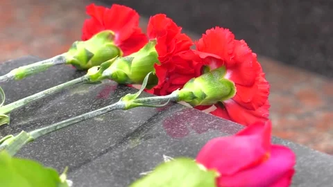 Red carnations lie on granite slab of monument to soldiers. Stock Footage 136423671