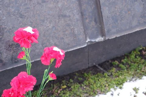 Red carnations at the memorial. Memory of fallen soldiers. May 9. Stock Photos