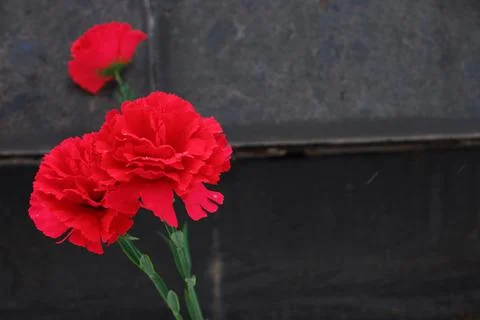 Red carnations at the memorial. Memory of fallen soldiers. May 9. Foto stock