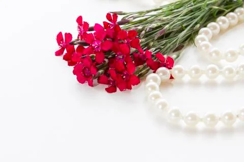 Red carnations Foto stock