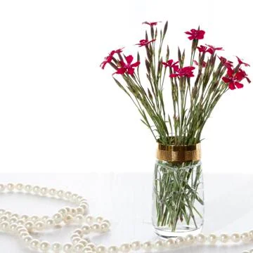 Red carnations Stock Photos