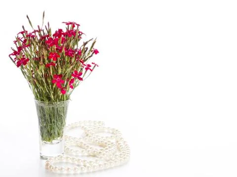 Red carnations Stock Photos