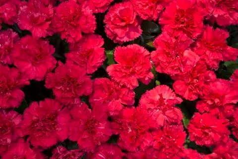 Red carnations Фото