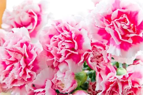 Red carnations Stock Photos