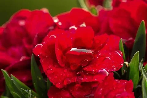 Red Carnations with Water Drops Stock Photos