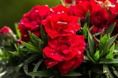 Red Carnations with Water Drops Stock Photos