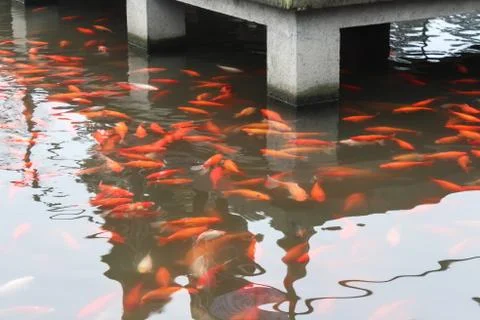 Red carp fish. Stock Photos