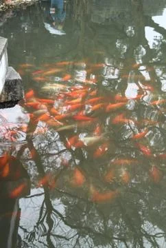 Red carp fish. Stock Photos