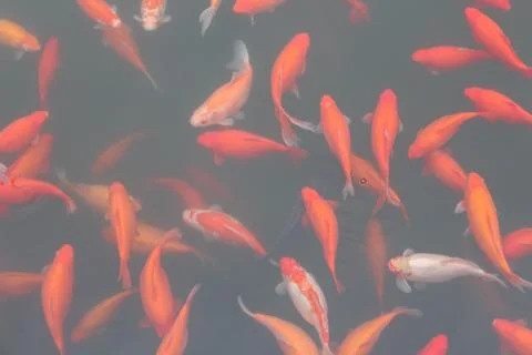 Red carp fish. Foto stock