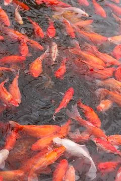 Red carp fish. Stock Photos