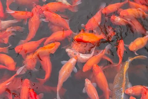 Red carp fish. Foto stock