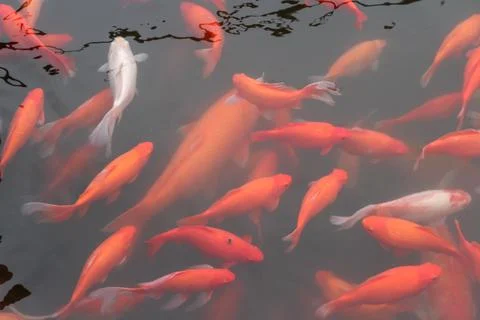 Red carp fish. Stock Photos