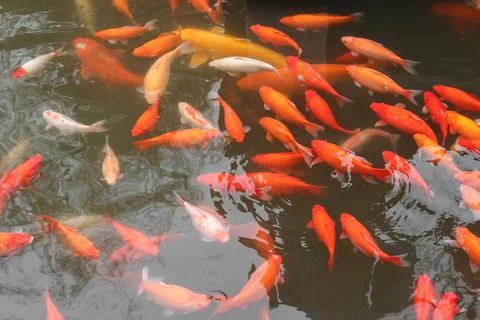Red carp fish. Stock Photos