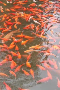Red carp fish. Stock Photos