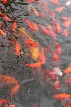 Red carp fish. Stock Photos