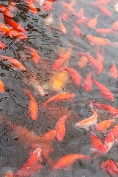 Red carp fish. Stock Photos