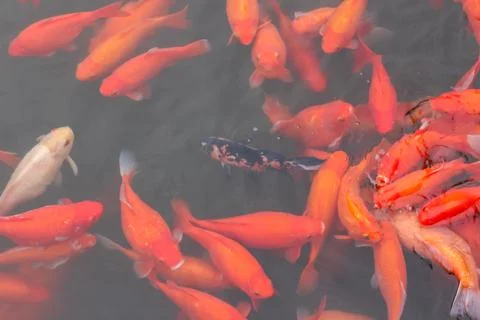 Red carp fish. Stock Photos