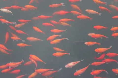 Red carp fish. Foto stock