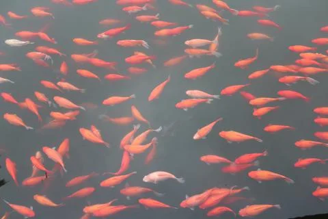 Red carp fish. Stock Photos