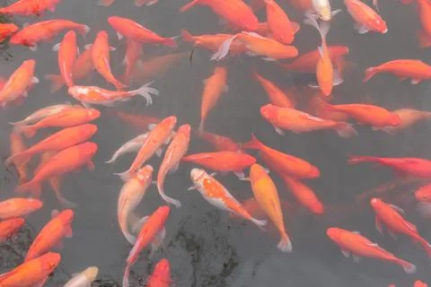 Red carp fish. Stock Photos