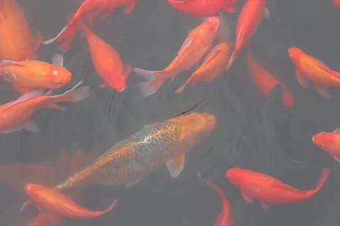Red carp fish. Stock Photos