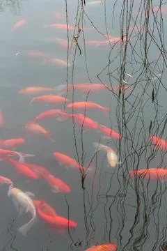 Red carp fish. Stock Photos