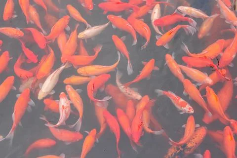 Red carp fish. Foto stock