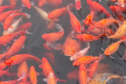 Red carp fish. Stock Photos
