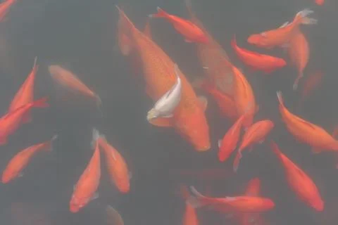 Red carp fish. Stock Photos