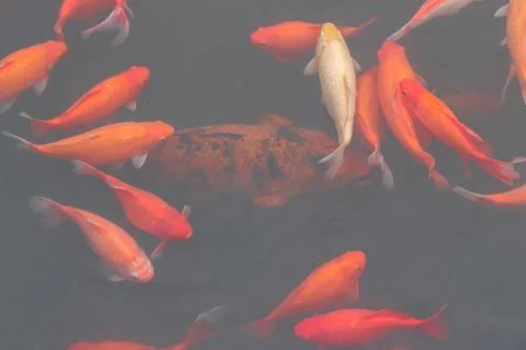 Red carp fish. Stock-Fotos