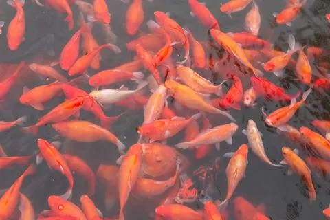 Red carp fish. Stock Photos