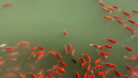Red carps in a pond, Suzhou Video stock 342631727