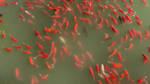 Red carps in Suzhou Video stock 342631165