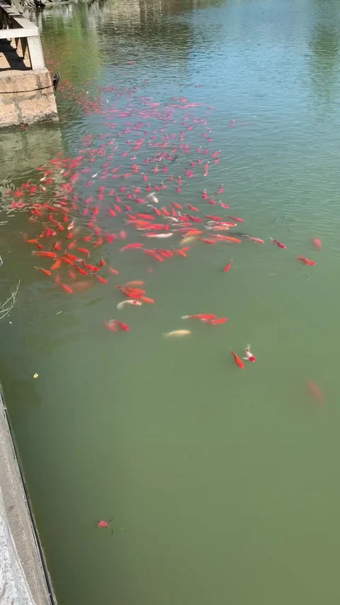 Red carps in Suzhou Vídeos de archivo 342631722