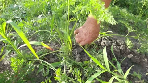 Red carrots, hands are pulled out, pulled out of the ground close-up Video stock 170843674