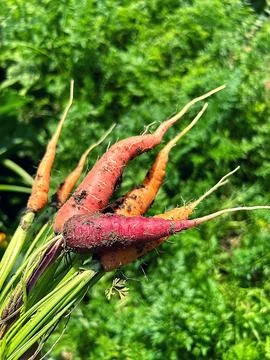 Red carrots Stock Photos
