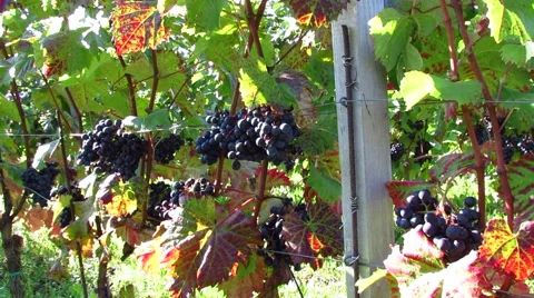 Red Carst vineyard with grape - pan right Stock Footage 42502941