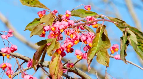 Red Cascade Stock Footage 68724876