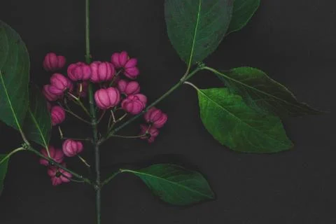Red Cascade spindle tree twig Stock Photos