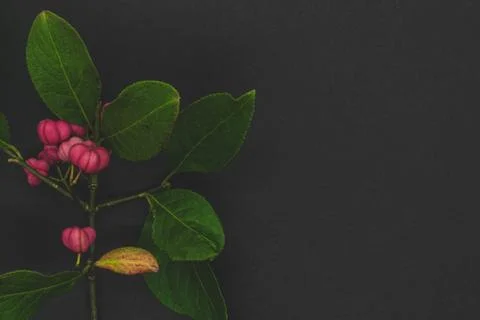 Red Cascade spindle tree twig Stock Photos