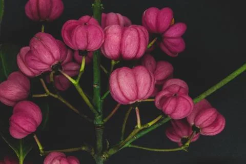 Red Cascade spindle tree twig Stock Photos