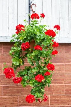 Red cascading geranium Stock Photos