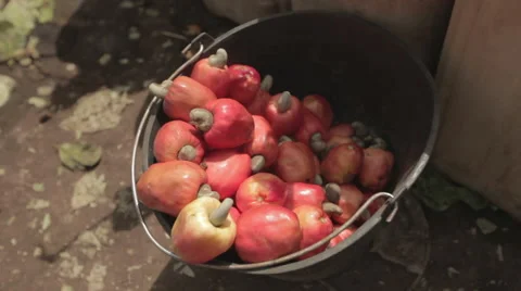 Red cashew in a bucket Stockbeeldmateriaal 64305581